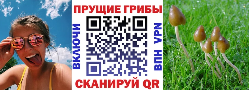 что такое наркотик  Анапа  ссылка на мегу рабочий сайт  Псилоцибиновые грибы Psilocybe 